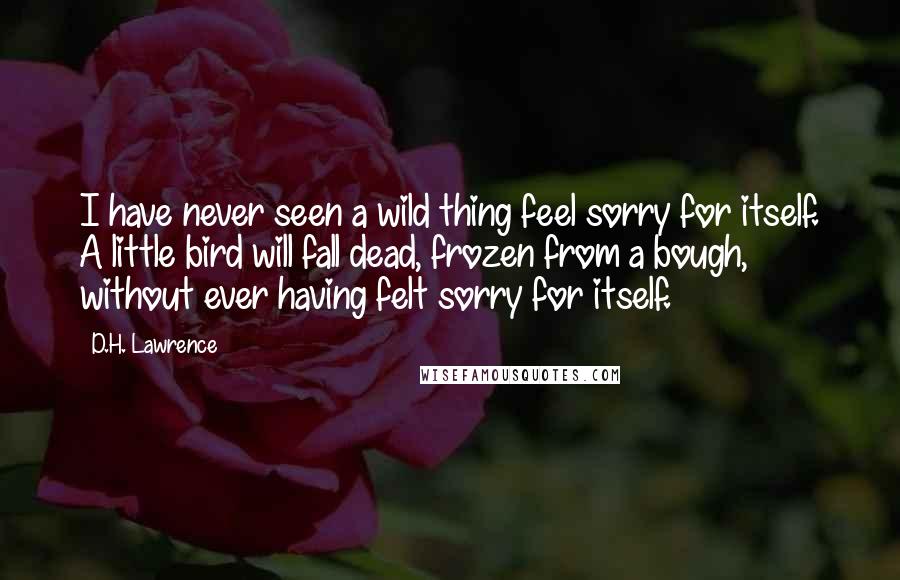D.H. Lawrence Quotes: I have never seen a wild thing feel sorry for itself. A little bird will fall dead, frozen from a bough, without ever having felt sorry for itself.