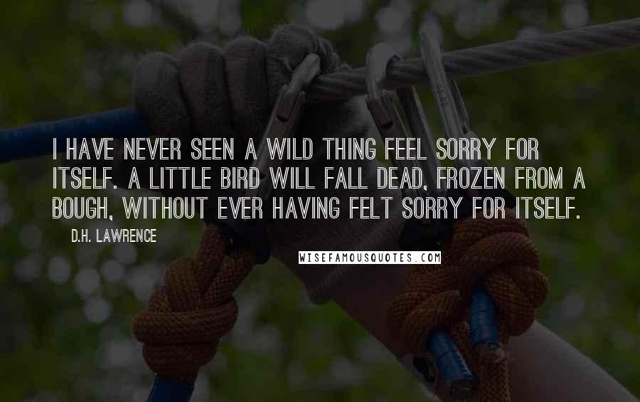 D.H. Lawrence Quotes: I have never seen a wild thing feel sorry for itself. A little bird will fall dead, frozen from a bough, without ever having felt sorry for itself.