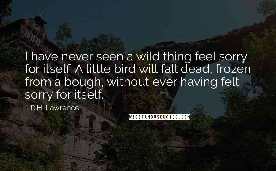 D.H. Lawrence Quotes: I have never seen a wild thing feel sorry for itself. A little bird will fall dead, frozen from a bough, without ever having felt sorry for itself.