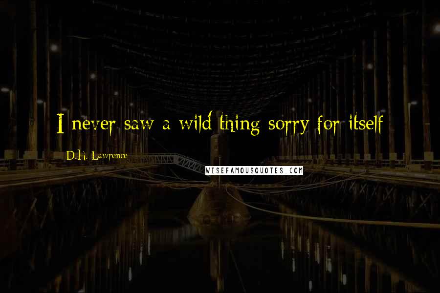 D.H. Lawrence Quotes: I never saw a wild thing sorry for itself