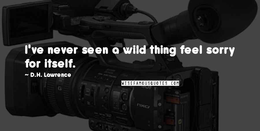 D.H. Lawrence Quotes: I've never seen a wild thing feel sorry for itself.