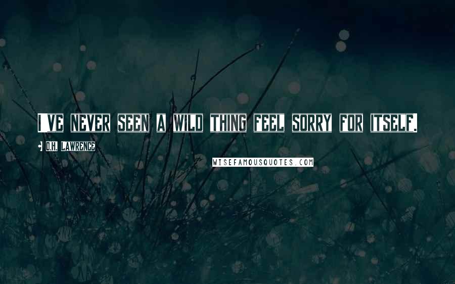 D.H. Lawrence Quotes: I've never seen a wild thing feel sorry for itself.