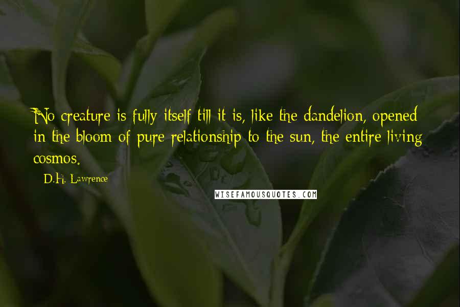 D.H. Lawrence Quotes: No creature is fully itself till it is, like the dandelion, opened in the bloom of pure relationship to the sun, the entire living cosmos.