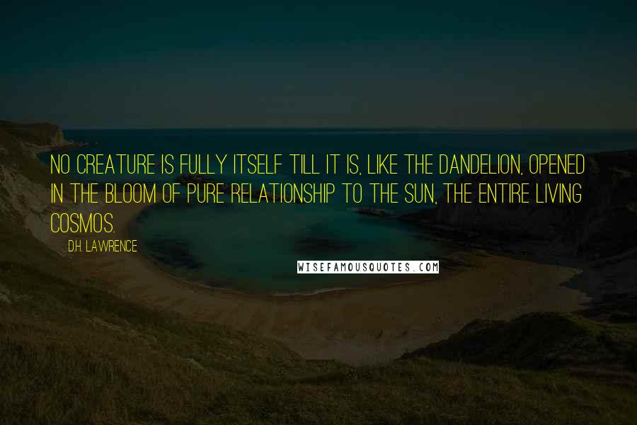 D.H. Lawrence Quotes: No creature is fully itself till it is, like the dandelion, opened in the bloom of pure relationship to the sun, the entire living cosmos.