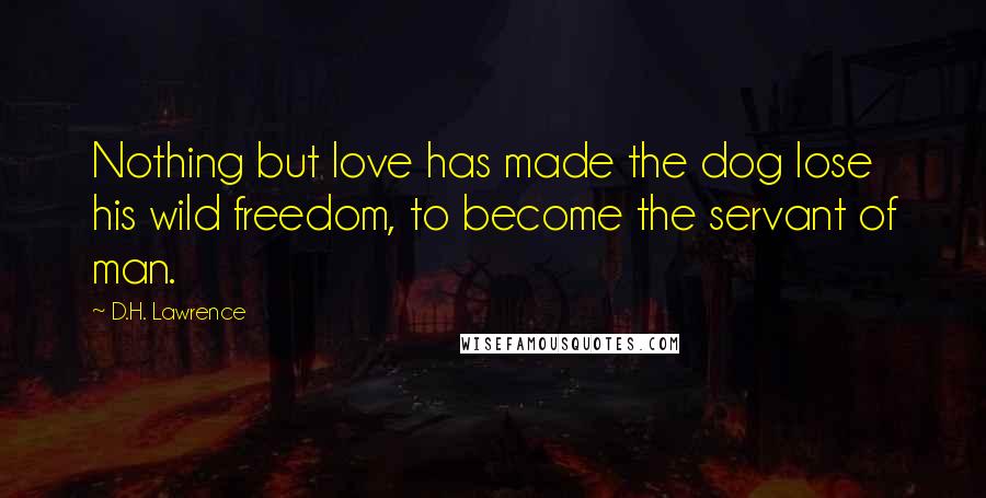 D.H. Lawrence Quotes: Nothing but love has made the dog lose his wild freedom, to become the servant of man.