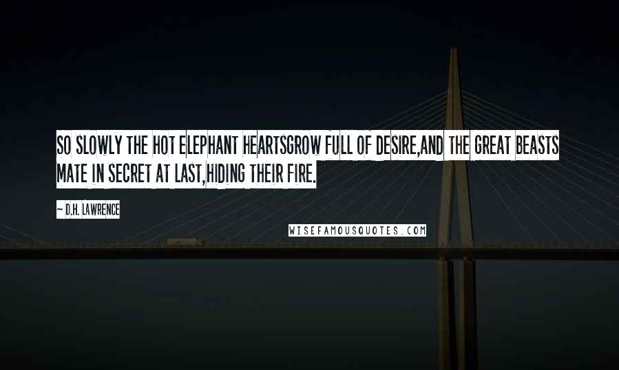 D.H. Lawrence Quotes: So slowly the hot elephant heartsgrow full of desire,and the great beasts mate in secret at last,hiding their fire.