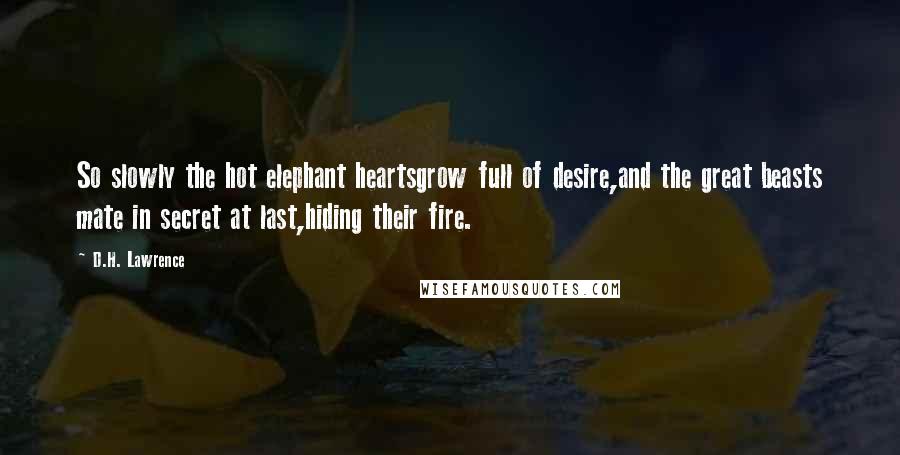 D.H. Lawrence Quotes: So slowly the hot elephant heartsgrow full of desire,and the great beasts mate in secret at last,hiding their fire.