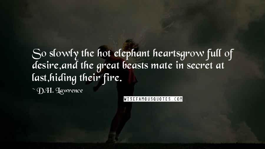 D.H. Lawrence Quotes: So slowly the hot elephant heartsgrow full of desire,and the great beasts mate in secret at last,hiding their fire.