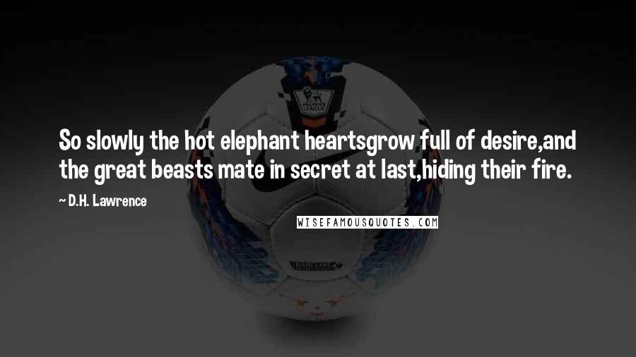 D.H. Lawrence Quotes: So slowly the hot elephant heartsgrow full of desire,and the great beasts mate in secret at last,hiding their fire.