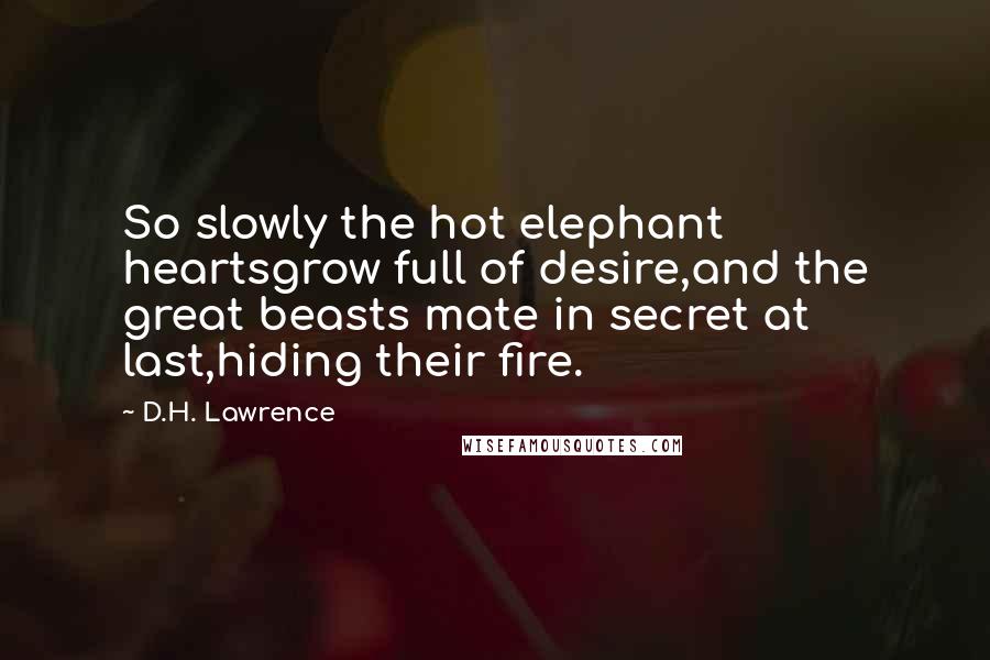 D.H. Lawrence Quotes: So slowly the hot elephant heartsgrow full of desire,and the great beasts mate in secret at last,hiding their fire.