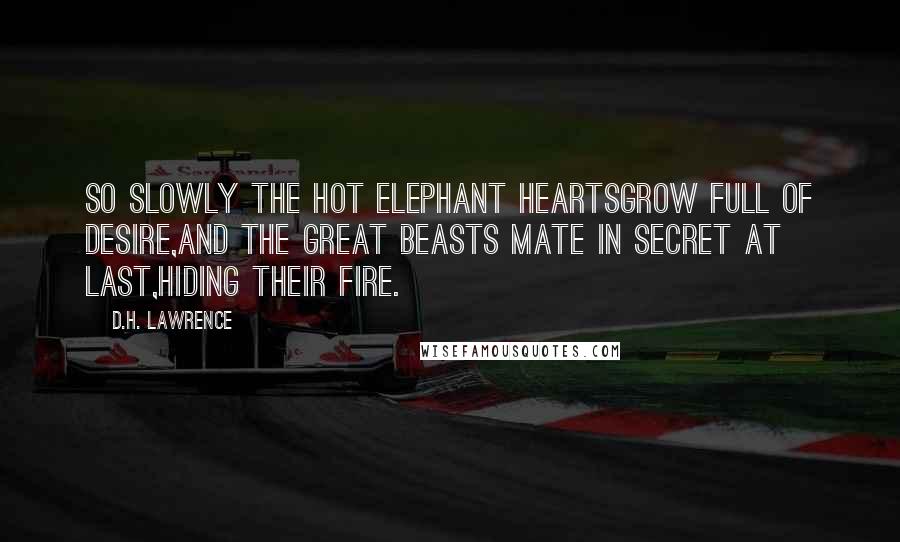 D.H. Lawrence Quotes: So slowly the hot elephant heartsgrow full of desire,and the great beasts mate in secret at last,hiding their fire.