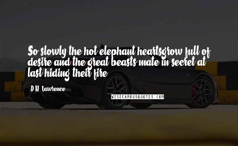 D.H. Lawrence Quotes: So slowly the hot elephant heartsgrow full of desire,and the great beasts mate in secret at last,hiding their fire.