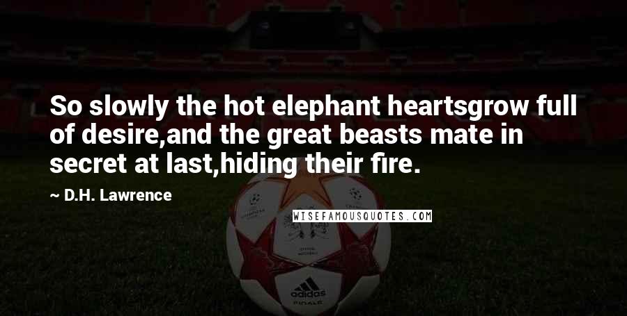 D.H. Lawrence Quotes: So slowly the hot elephant heartsgrow full of desire,and the great beasts mate in secret at last,hiding their fire.