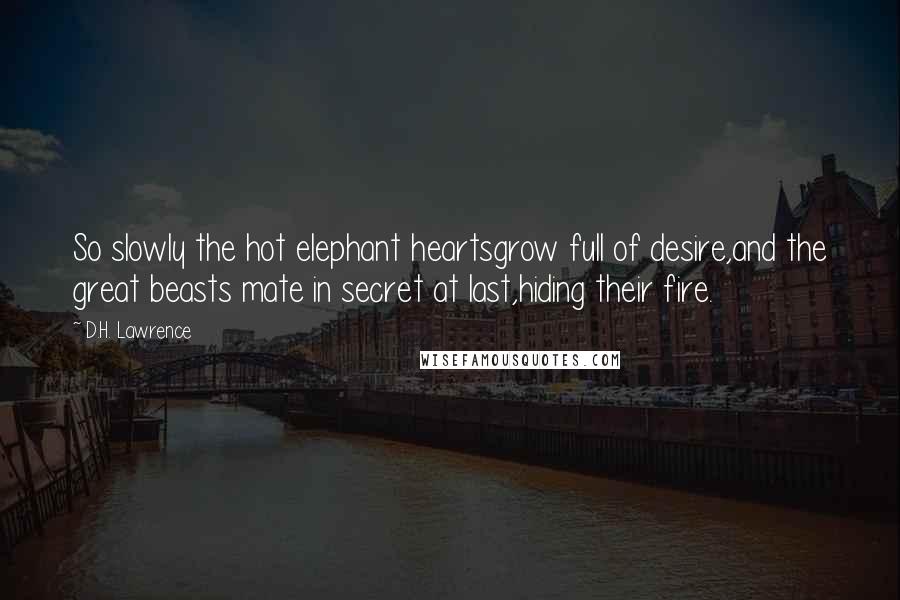 D.H. Lawrence Quotes: So slowly the hot elephant heartsgrow full of desire,and the great beasts mate in secret at last,hiding their fire.