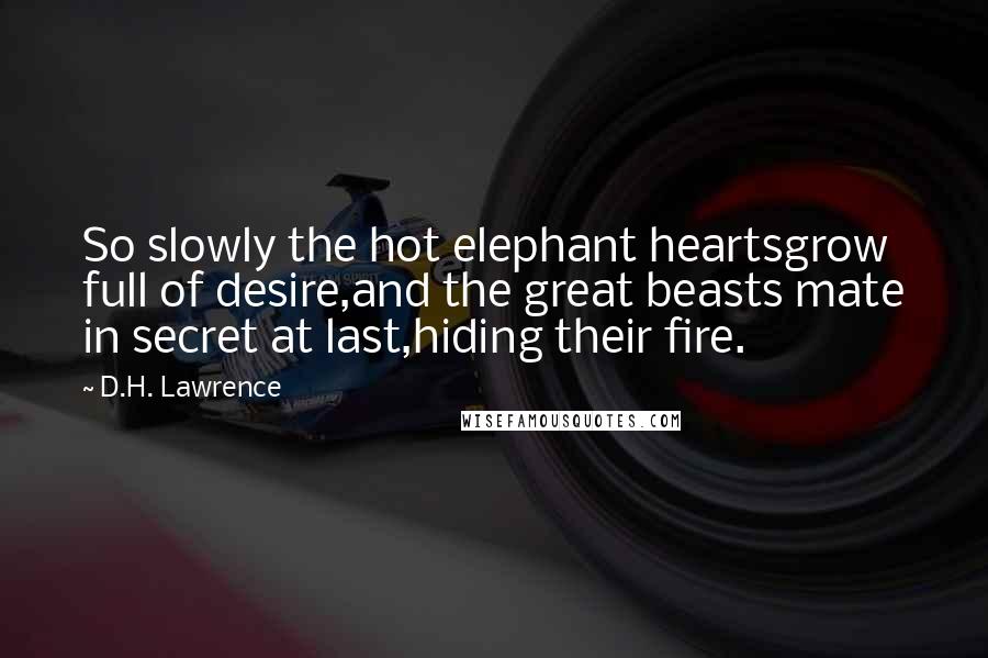 D.H. Lawrence Quotes: So slowly the hot elephant heartsgrow full of desire,and the great beasts mate in secret at last,hiding their fire.