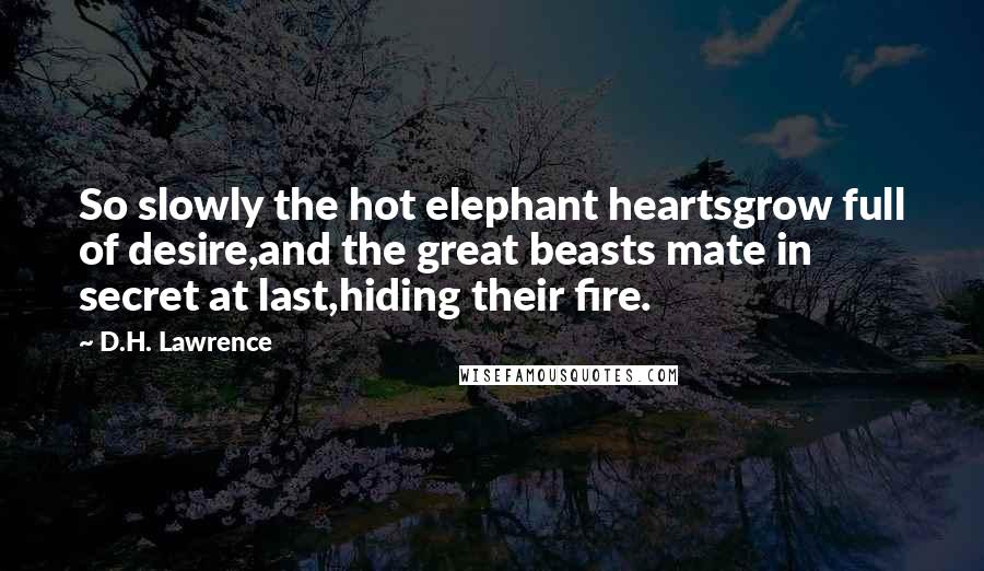 D.H. Lawrence Quotes: So slowly the hot elephant heartsgrow full of desire,and the great beasts mate in secret at last,hiding their fire.