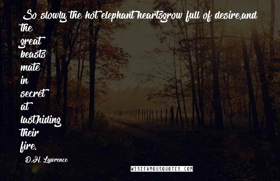 D.H. Lawrence Quotes: So slowly the hot elephant heartsgrow full of desire,and the great beasts mate in secret at last,hiding their fire.