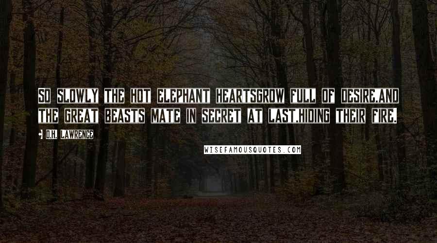 D.H. Lawrence Quotes: So slowly the hot elephant heartsgrow full of desire,and the great beasts mate in secret at last,hiding their fire.