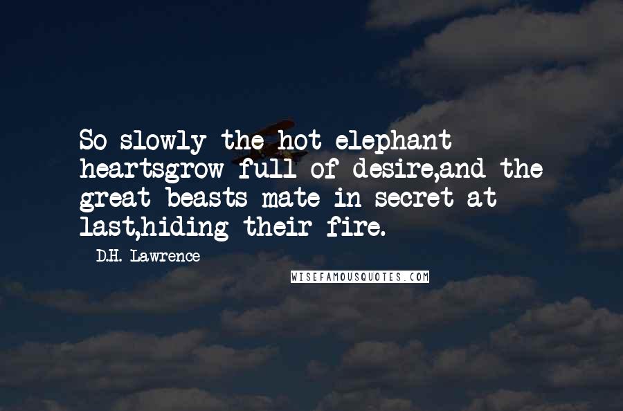 D.H. Lawrence Quotes: So slowly the hot elephant heartsgrow full of desire,and the great beasts mate in secret at last,hiding their fire.