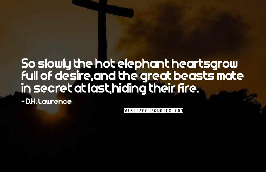 D.H. Lawrence Quotes: So slowly the hot elephant heartsgrow full of desire,and the great beasts mate in secret at last,hiding their fire.