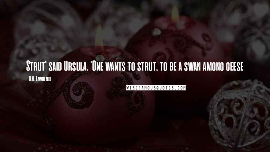 D.H. Lawrence Quotes: Strut' said Ursula. 'One wants to strut, to be a swan among geese