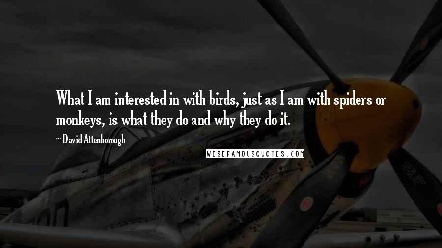 David Attenborough Quotes: What I am interested in with birds, just as I am with spiders or monkeys, is what they do and why they do it.