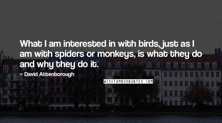 David Attenborough Quotes: What I am interested in with birds, just as I am with spiders or monkeys, is what they do and why they do it.