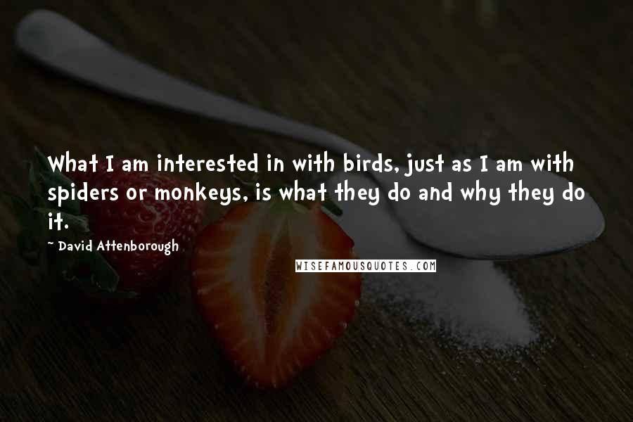 David Attenborough Quotes: What I am interested in with birds, just as I am with spiders or monkeys, is what they do and why they do it.