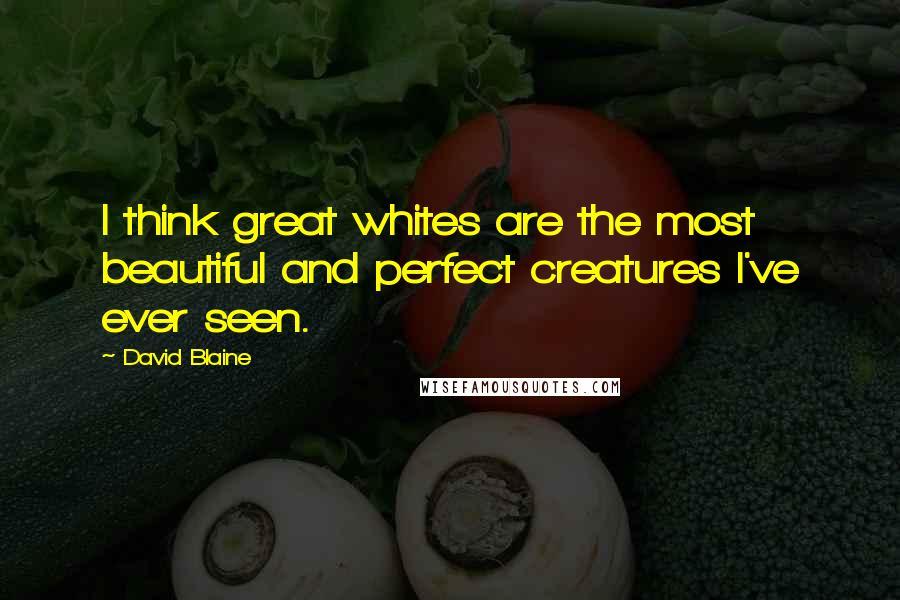 David Blaine Quotes: I think great whites are the most beautiful and perfect creatures I've ever seen.