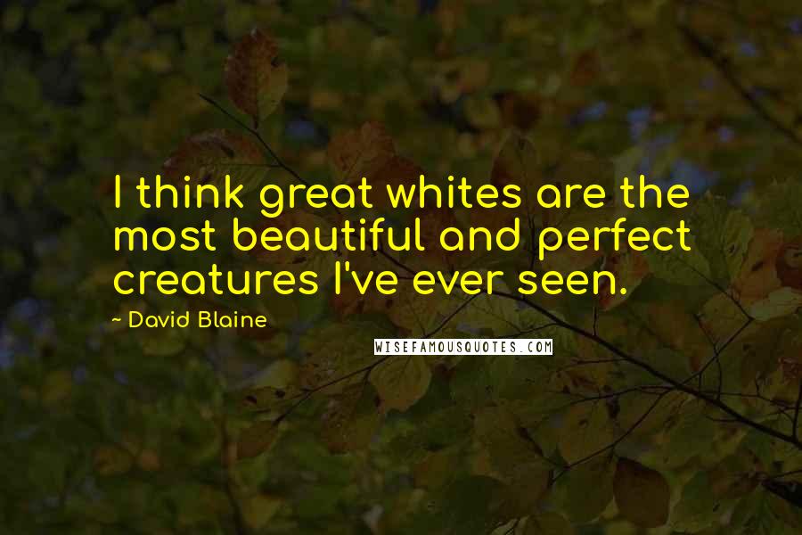 David Blaine Quotes: I think great whites are the most beautiful and perfect creatures I've ever seen.