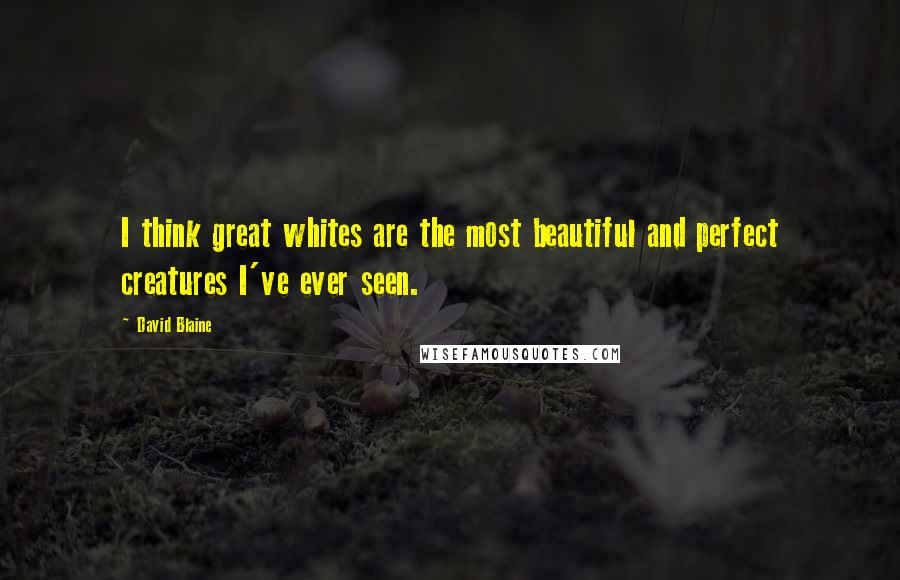 David Blaine Quotes: I think great whites are the most beautiful and perfect creatures I've ever seen.