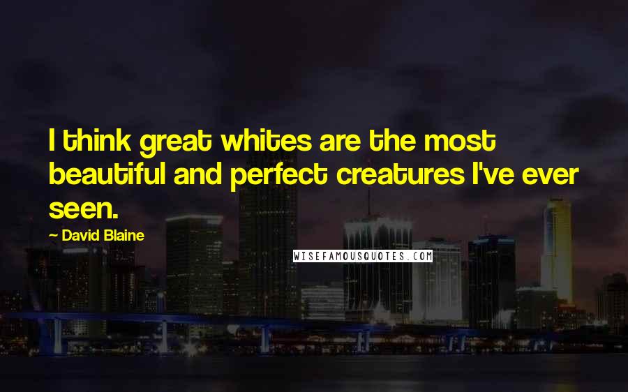 David Blaine Quotes: I think great whites are the most beautiful and perfect creatures I've ever seen.