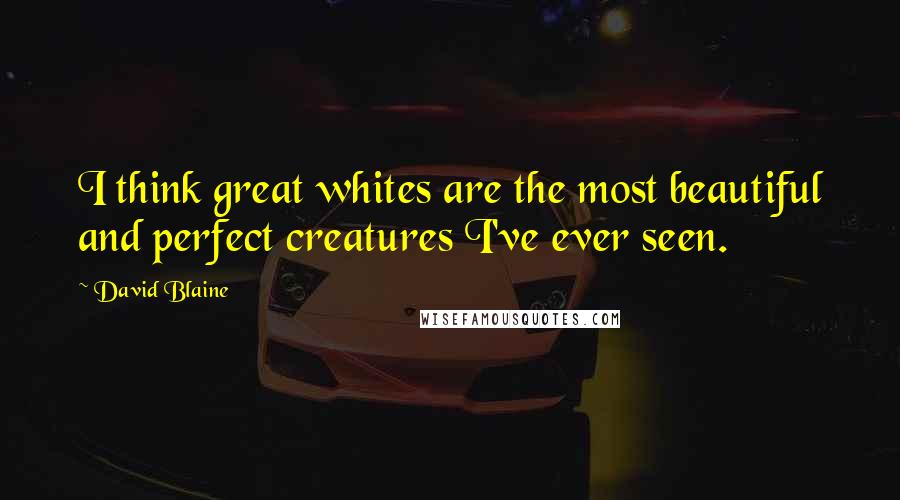 David Blaine Quotes: I think great whites are the most beautiful and perfect creatures I've ever seen.