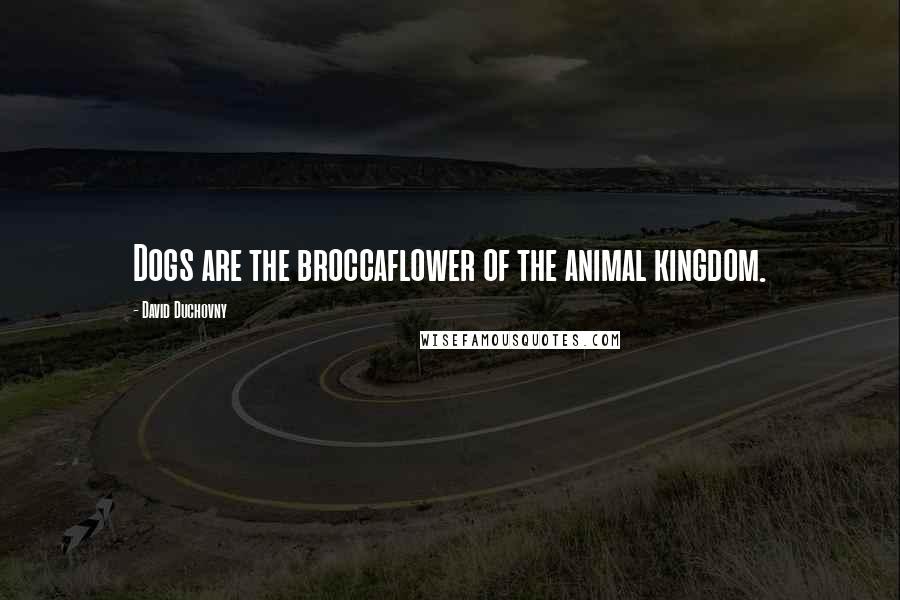 David Duchovny Quotes: Dogs are the broccaflower of the animal kingdom.