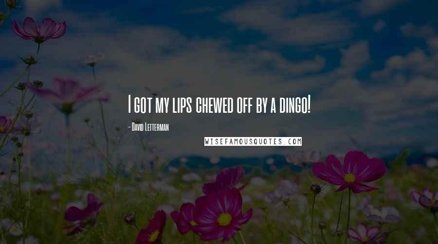 David Letterman Quotes: I got my lips chewed off by a dingo!