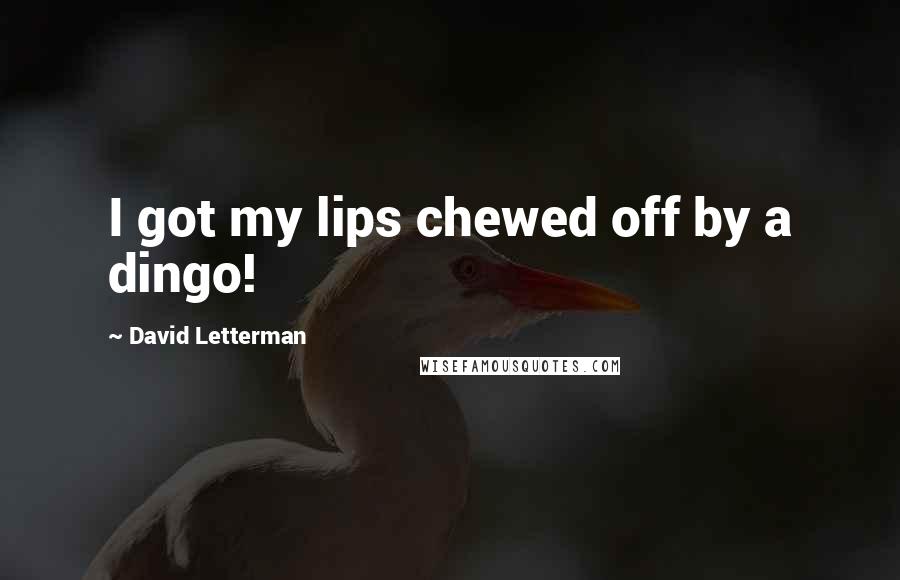 David Letterman Quotes: I got my lips chewed off by a dingo!