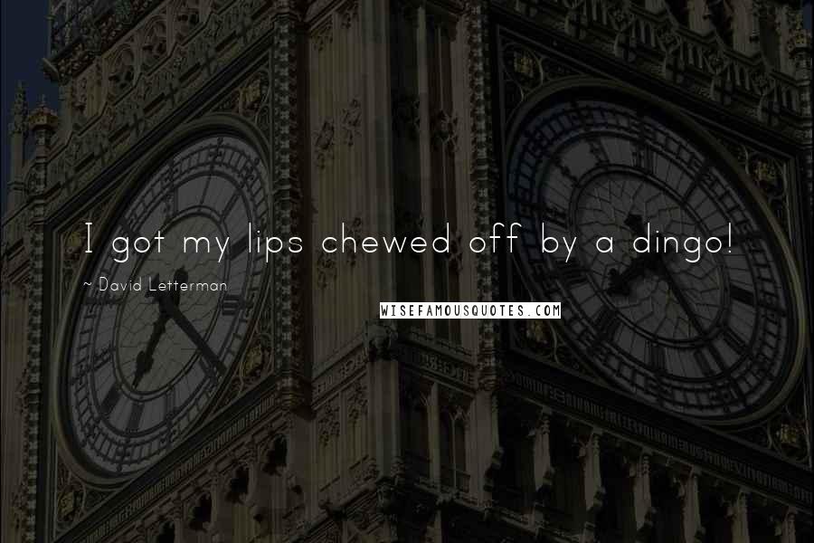 David Letterman Quotes: I got my lips chewed off by a dingo!