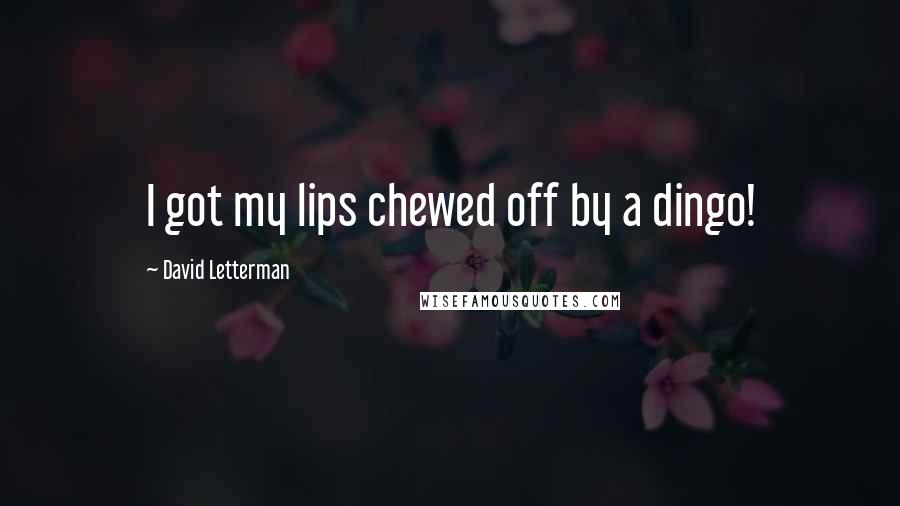 David Letterman Quotes: I got my lips chewed off by a dingo!
