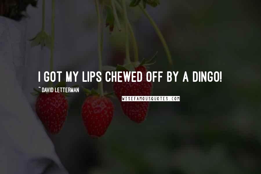 David Letterman Quotes: I got my lips chewed off by a dingo!