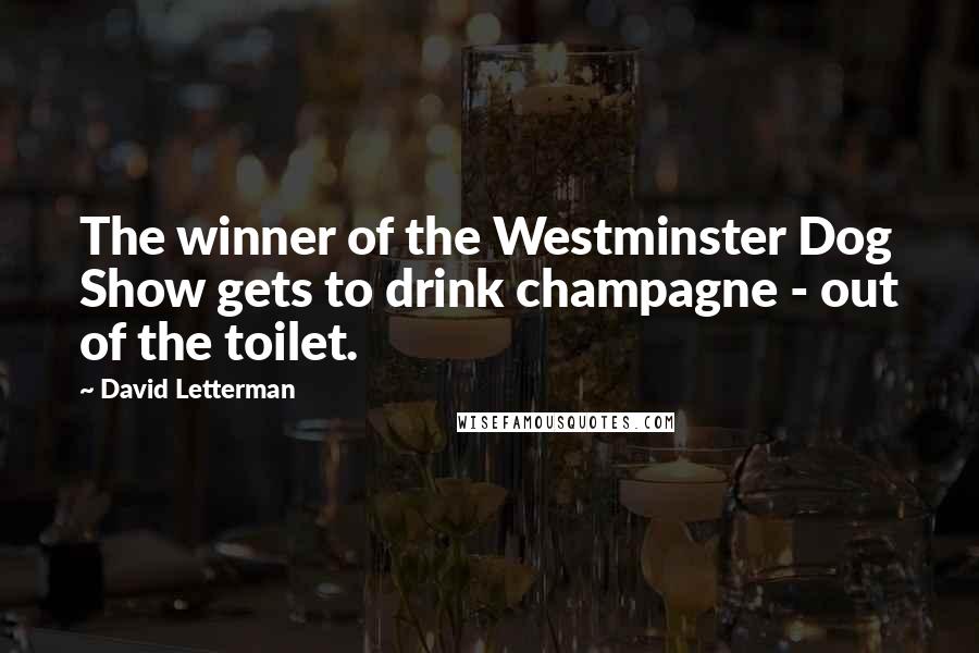 David Letterman Quotes: The winner of the Westminster Dog Show gets to drink champagne - out of the toilet.