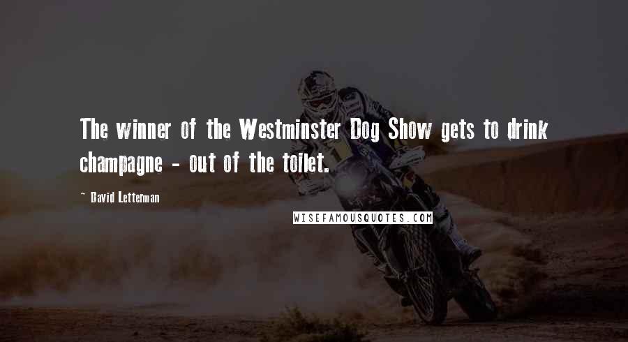 David Letterman Quotes: The winner of the Westminster Dog Show gets to drink champagne - out of the toilet.