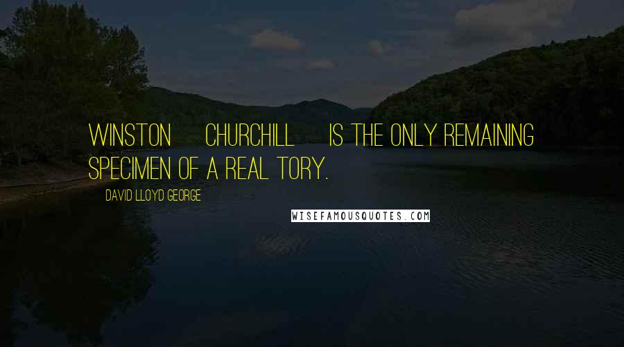 David Lloyd George Quotes: Winston [Churchill] is the only remaining specimen of a real Tory.