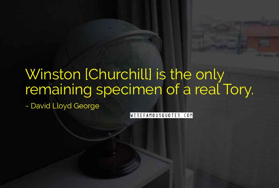 David Lloyd George Quotes: Winston [Churchill] is the only remaining specimen of a real Tory.