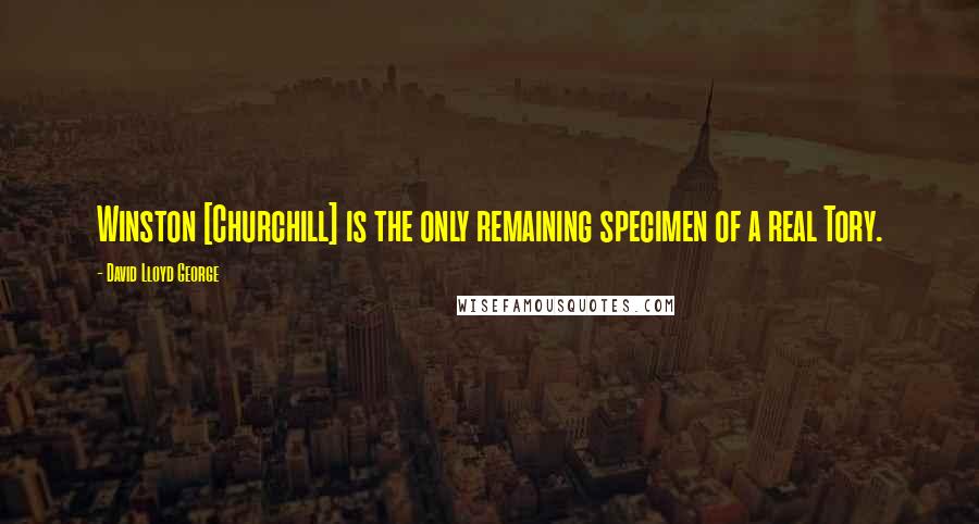 David Lloyd George Quotes: Winston [Churchill] is the only remaining specimen of a real Tory.