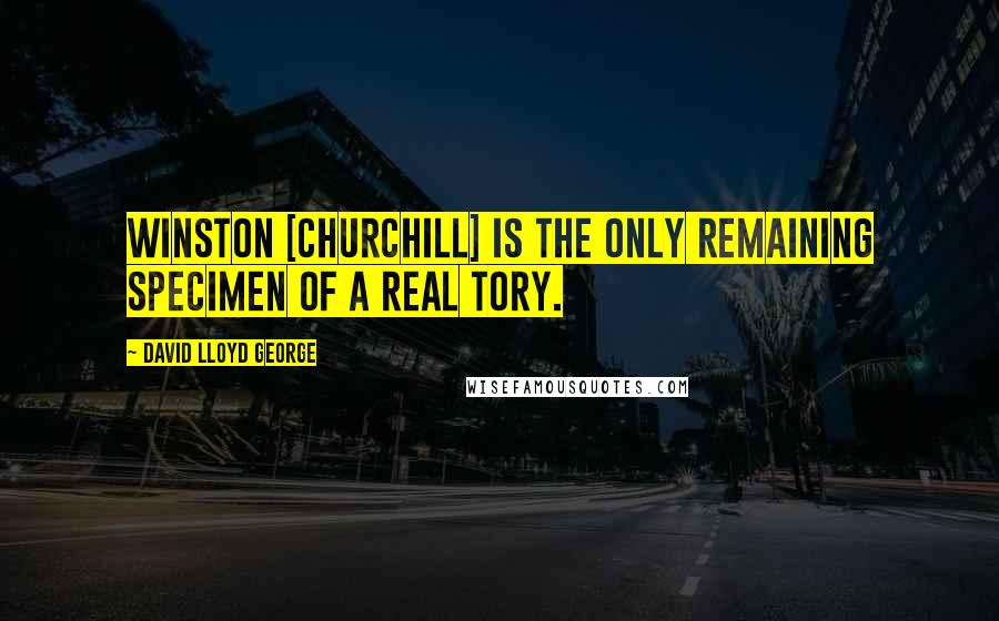 David Lloyd George Quotes: Winston [Churchill] is the only remaining specimen of a real Tory.