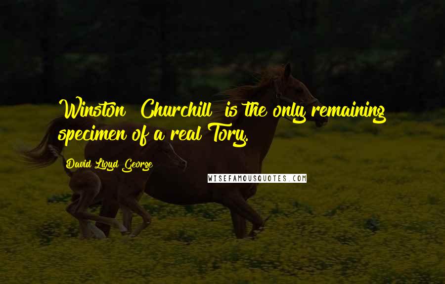 David Lloyd George Quotes: Winston [Churchill] is the only remaining specimen of a real Tory.