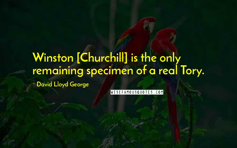 David Lloyd George Quotes: Winston [Churchill] is the only remaining specimen of a real Tory.