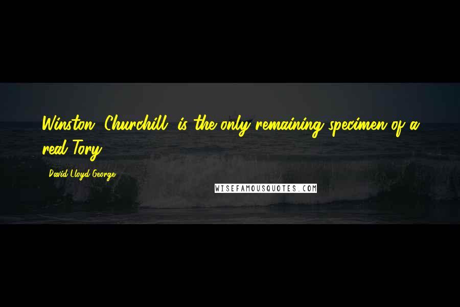 David Lloyd George Quotes: Winston [Churchill] is the only remaining specimen of a real Tory.