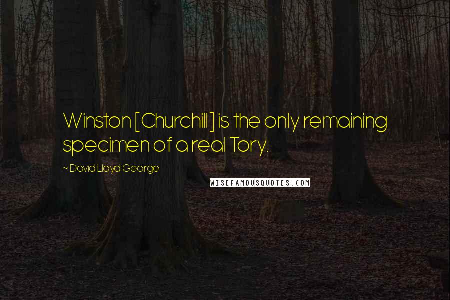 David Lloyd George Quotes: Winston [Churchill] is the only remaining specimen of a real Tory.