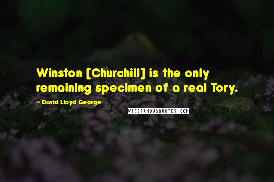 David Lloyd George Quotes: Winston [Churchill] is the only remaining specimen of a real Tory.